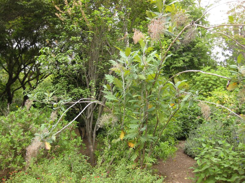 File:IMG 7037 hunt09jun.jpg