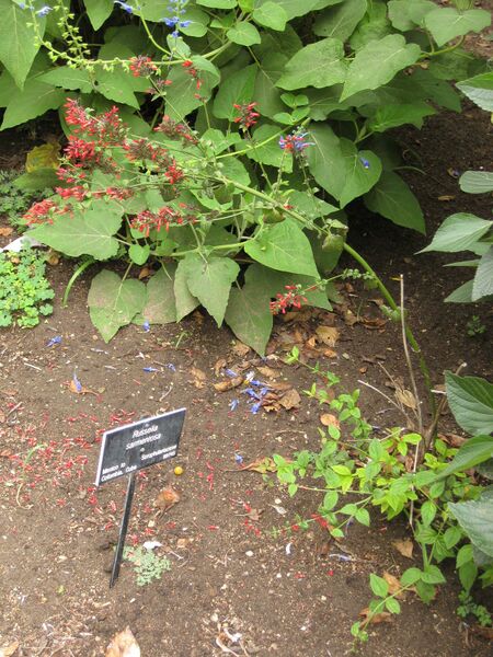 File:IMG 7040 hunt09jun.jpg