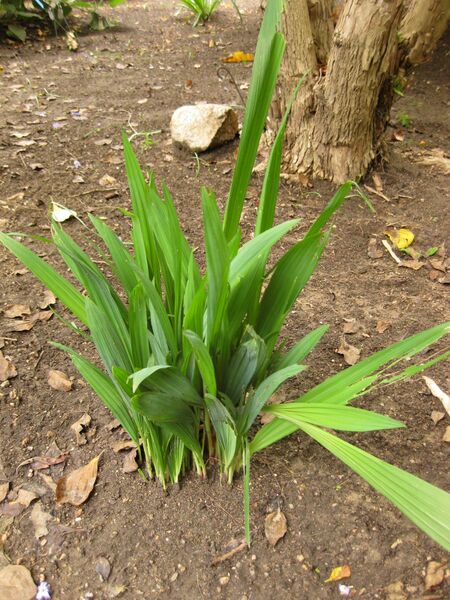 File:IMG 7041 hunt09jun.jpg