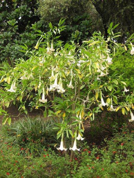 File:IMG 7045 hunt09jun.jpg