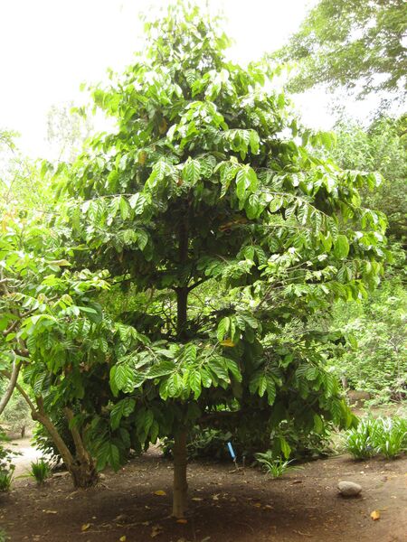 File:IMG 7046 hunt09jun.jpg