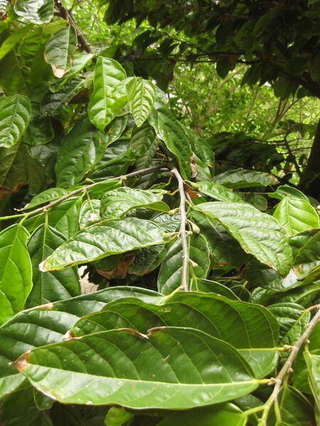 File:IMG 7047 hunt09jun.jpg