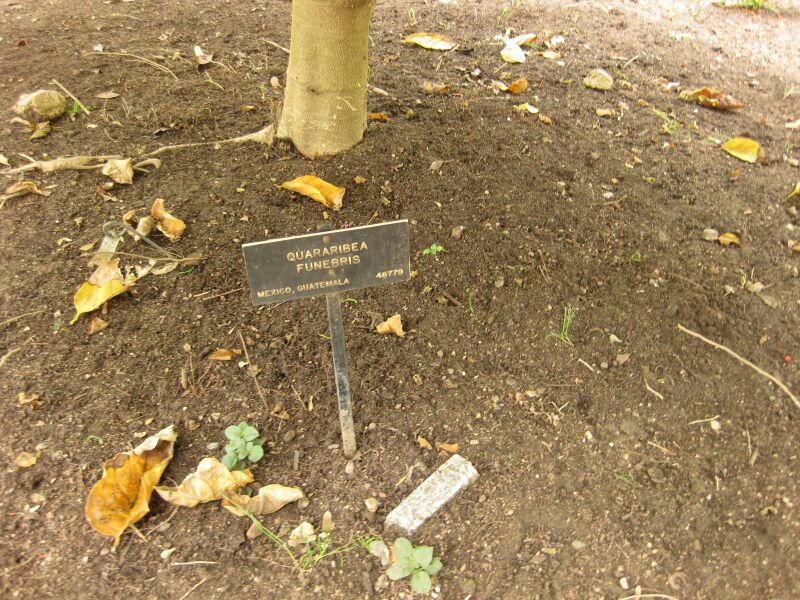 File:IMG 7048 hunt09jun.jpg