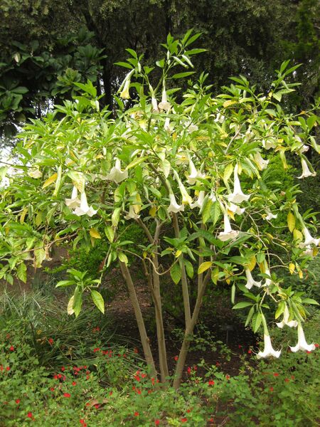 File:IMG 7049 hunt09jun.jpg