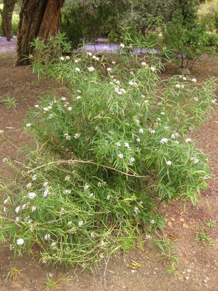 File:IMG 7050 hunt09jun.jpg