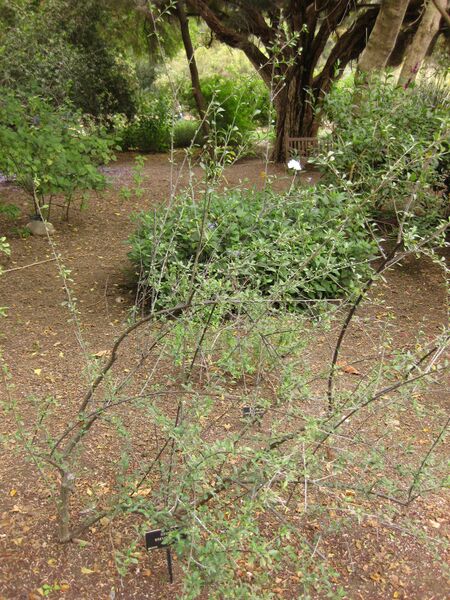 File:IMG 7051 hunt09jun.jpg