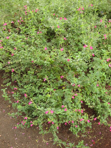 File:IMG 7054 hunt09jun.jpg