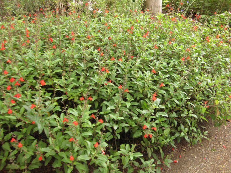 File:IMG 7055 hunt09jun.jpg