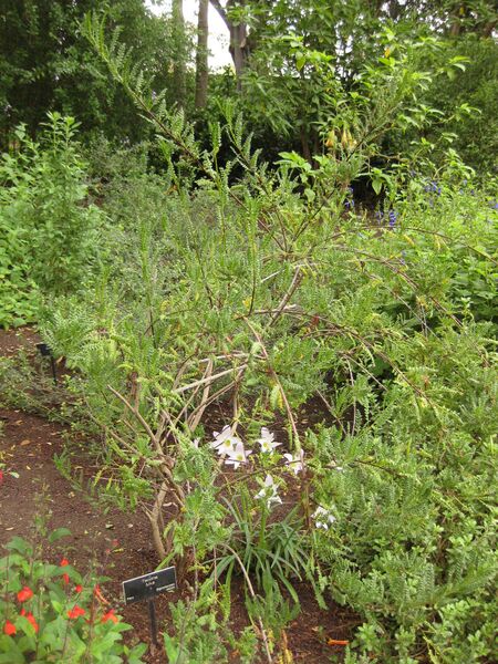 File:IMG 7056 hunt09jun.jpg