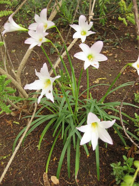 File:IMG 7061 hunt09jun.jpg