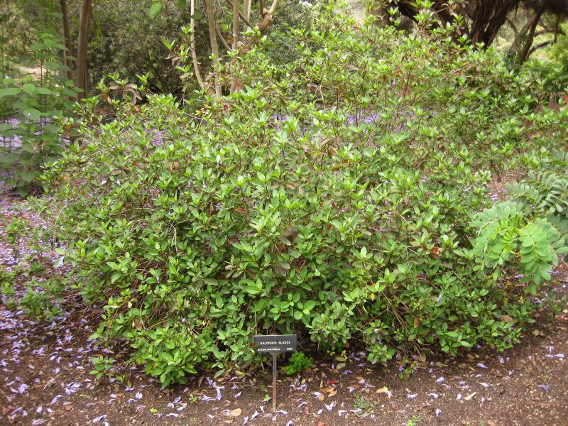 File:IMG 7062 hunt09jun.jpg