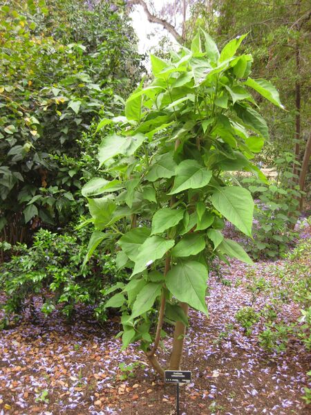 File:IMG 7063 hunt09jun.jpg