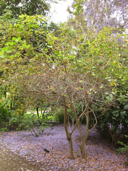 File:IMG 7064 hunt09jun.jpg