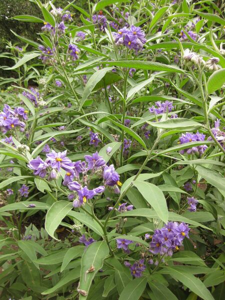 File:IMG 7068 hunt09jun.jpg