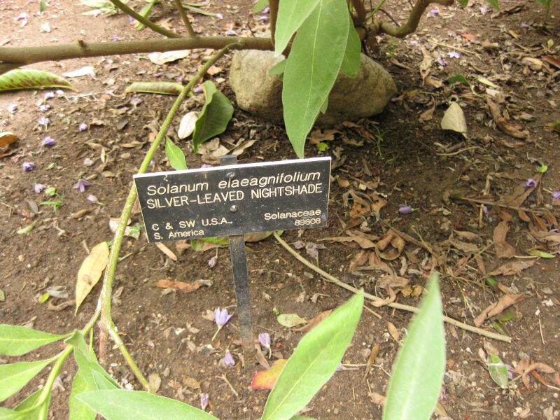 File:IMG 7069 hunt09jun.jpg