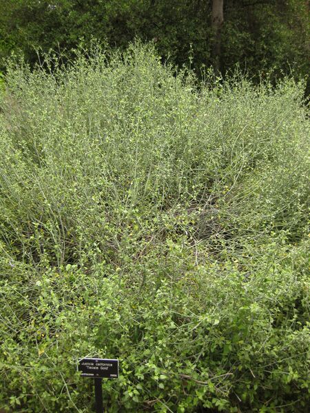 File:IMG 7070 hunt09jun.jpg