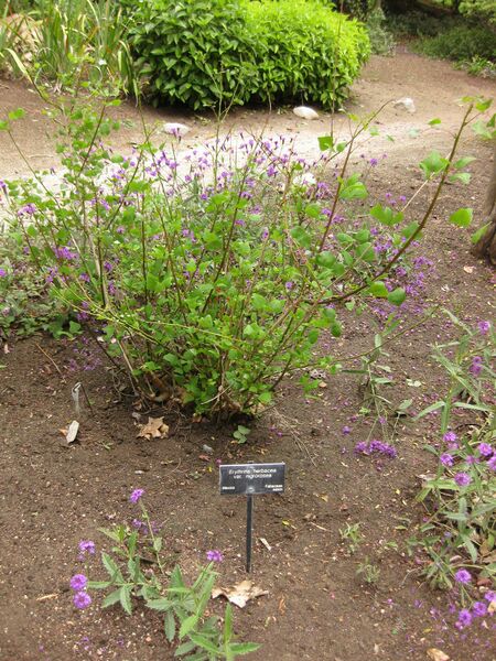 File:IMG 7072 hunt09jun.jpg