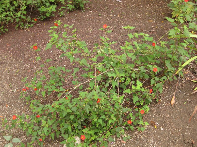 File:IMG 7073 hunt09jun.jpg