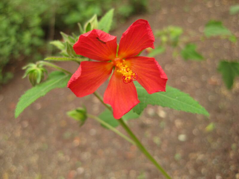 File:IMG 7074 hunt09jun.jpg