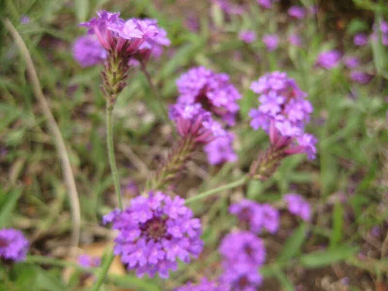 File:IMG 7075 hunt09jun.jpg