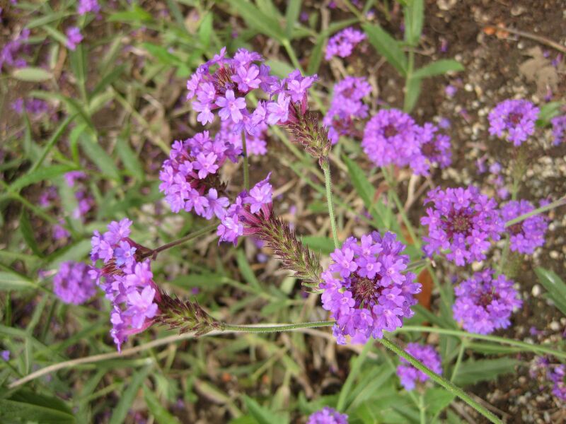 File:IMG 7076 hunt09jun.jpg