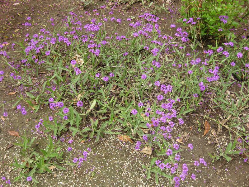 File:IMG 7077 hunt09jun.jpg