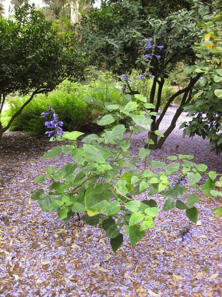 File:IMG 7078 hunt09jun.jpg