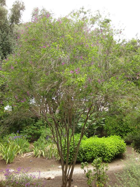 File:IMG 7080 hunt09jun.jpg