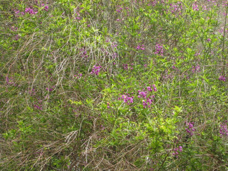 File:IMG 7081 hunt09jun.jpg