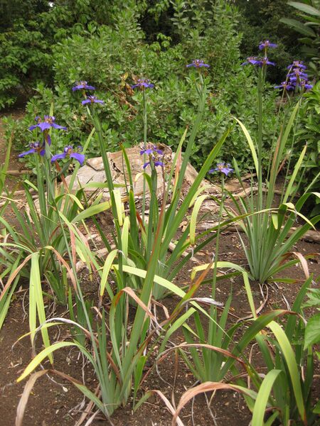 File:IMG 7083 hunt09jun.jpg