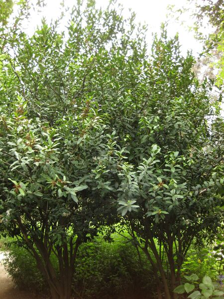 File:IMG 7084 hunt09jun.jpg