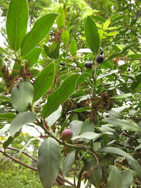 File:IMG 7085 hunt09jun.jpg