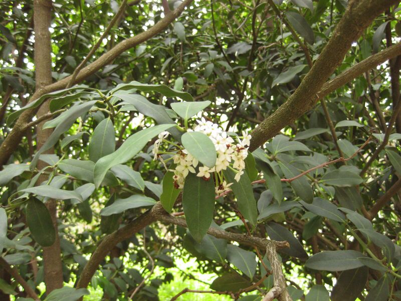 File:IMG 7086 hunt09jun.jpg