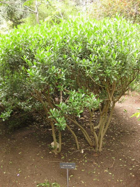 File:IMG 7088 hunt09jun.jpg