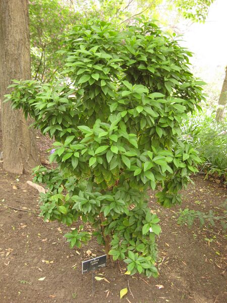 File:IMG 7091 hunt09jun.jpg