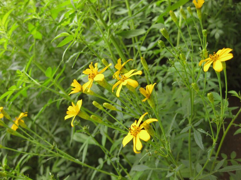 File:IMG 7093 hunt09jun.jpg