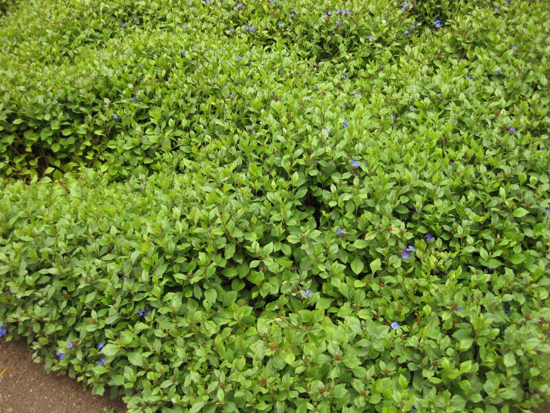 File:IMG 7095 hunt09jun.jpg