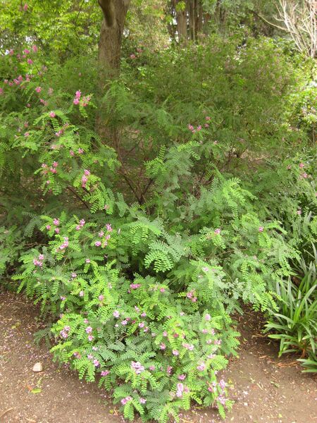 File:IMG 7096 hunt09jun.jpg