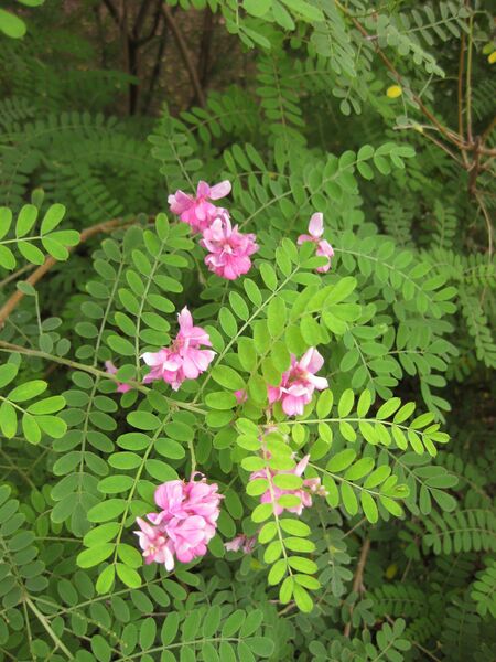 File:IMG 7097 hunt09jun.jpg