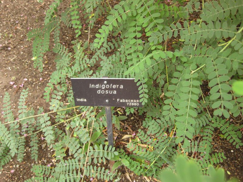 File:IMG 7098 hunt09jun.jpg