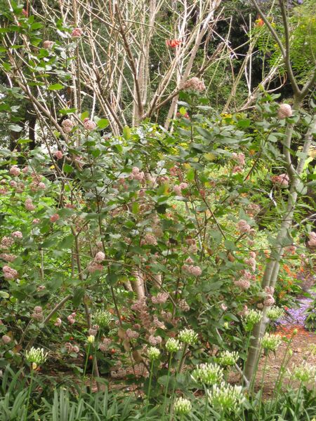 File:IMG 7099 hunt09jun.jpg