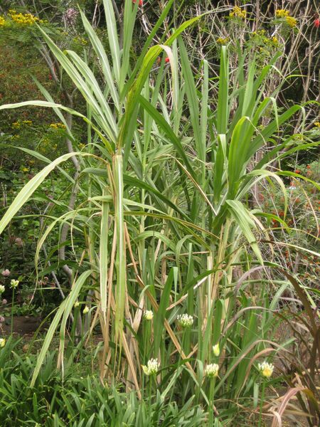 File:IMG 7101 hunt09jun.jpg