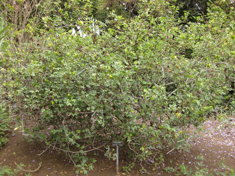 File:IMG 7102 hunt09jun.jpg