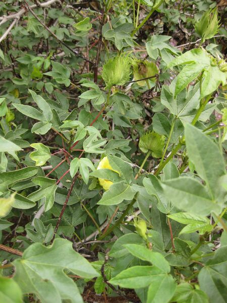 File:IMG 7103 hunt09jun.jpg