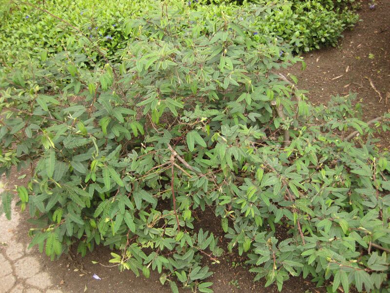 File:IMG 7106 hunt09jun.jpg