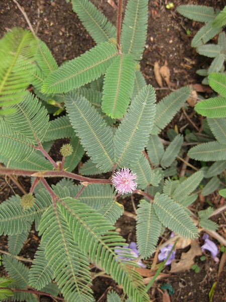 File:IMG 7108 hunt09jun.jpg