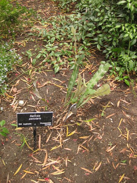 File:IMG 7111 hunt09jun.jpg