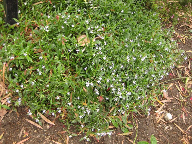 File:IMG 7112 hunt09jun.jpg