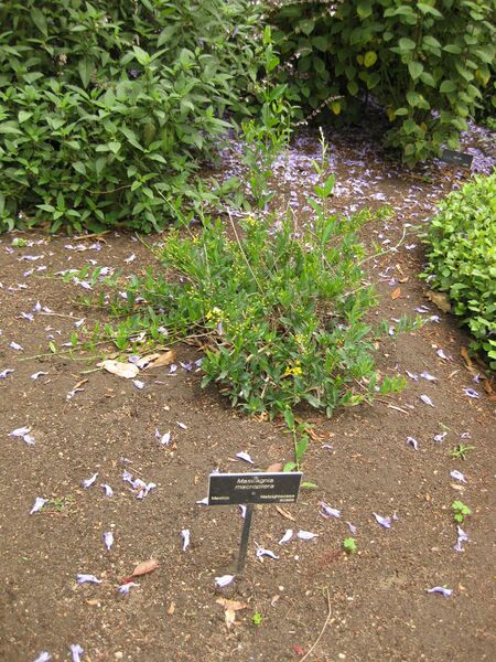 File:IMG 7115 hunt09jun.jpg