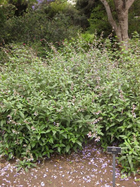 File:IMG 7116 hunt09jun.jpg